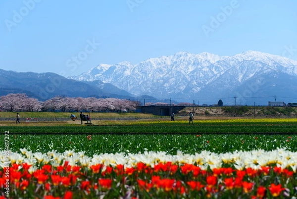 Fototapeta 舟川べり桜並木。朝日、富山、日本。４月上旬。