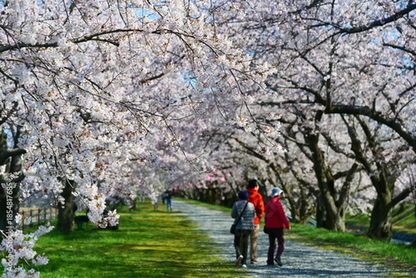 Fototapeta 舟川べり桜並木。朝日、富山、日本。４月上旬。