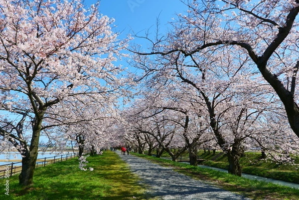 Fototapeta 舟川べり桜並木。朝日、富山、日本。４月上旬。