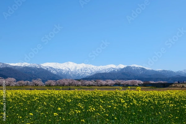 Fototapeta 舟川べり桜並木。朝日、富山、日本。４月上旬。