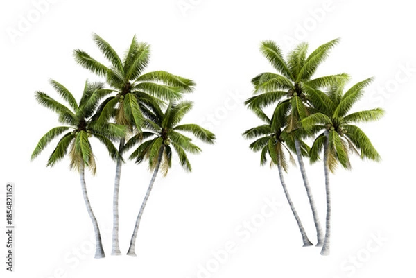 Obraz Coconut tree isolated on white
