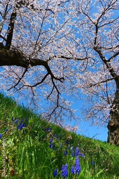 Fototapeta 舟川べり桜並木。朝日、富山、日本。４月上旬。
