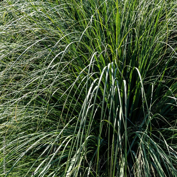 Obraz Grass