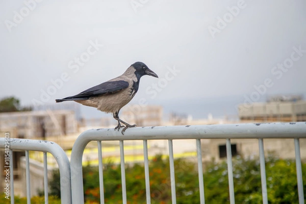 Obraz crow on a fence