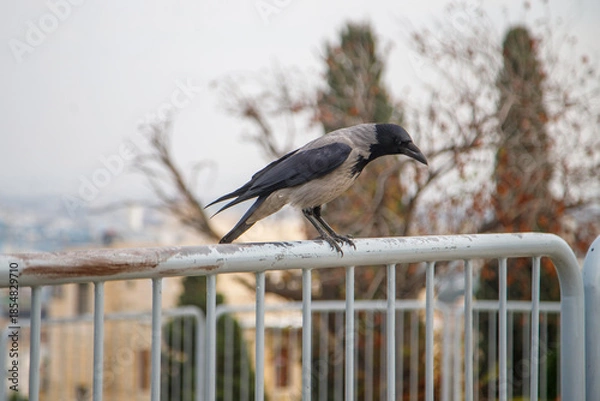Obraz crow on a fence