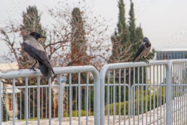 Obraz bird on a fence