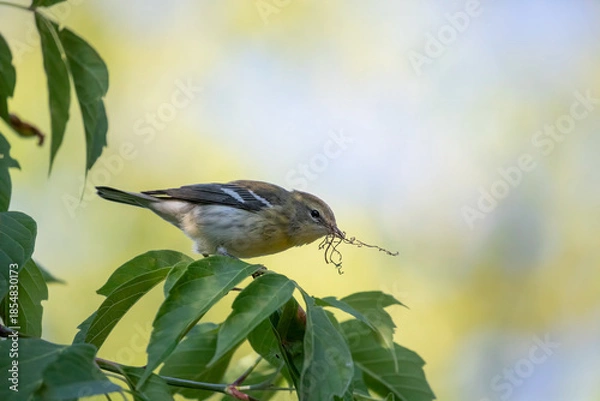 Obraz Blackpoll Warbler