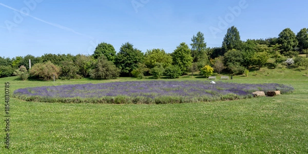Obraz lavender field