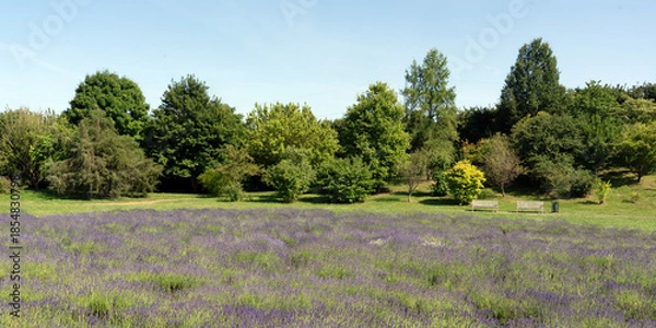 Obraz lavender field