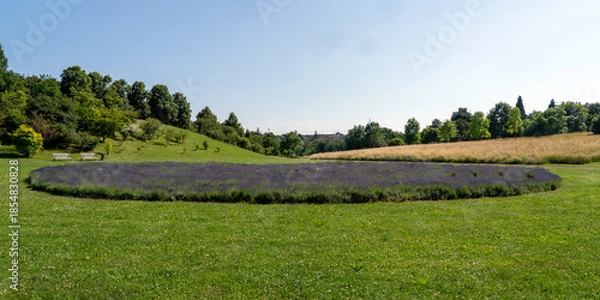 Obraz lavender field