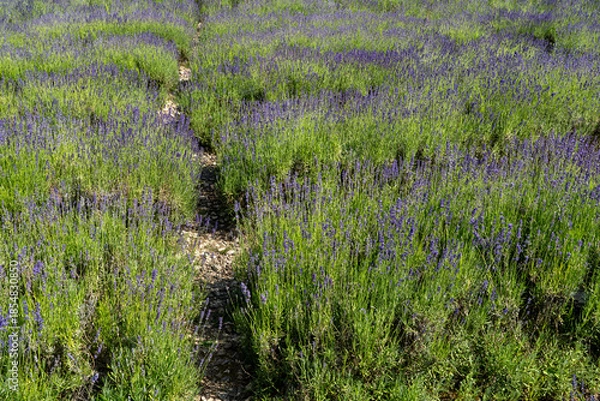 Obraz lavender field