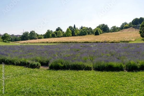 Obraz lavender field