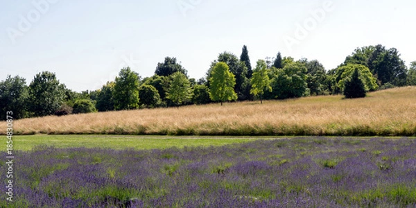 Obraz lavender field