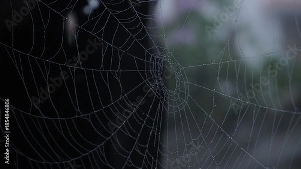 Obraz spider web with dew drops