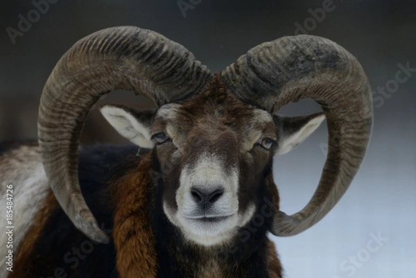 Fototapeta Muffelwild im Winter, Mufflon, Widder, Kopf Portrait, (Ovis aries)
