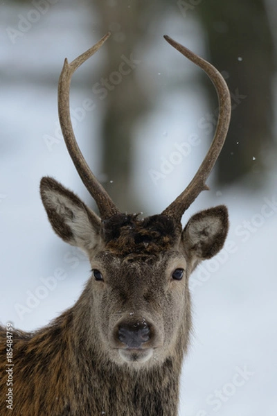Obraz Junger Rothirsch im Winter, Kopf Portrait,  Rotwild, (cervus elaphus)