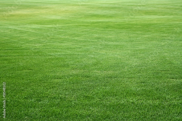 Obraz grassplot