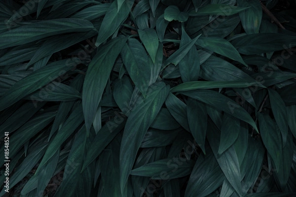 Obraz Nature green leaves for background.