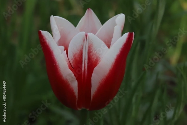 Obraz 日本の春の庭に咲く白と赤のバイカラーのチューリップの花