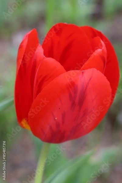 Obraz 日本の春の庭に咲く豪華な赤いチューリップの花