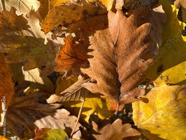 Obraz Warm fall foliage texture with oak leaves