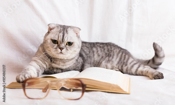 Obraz Reader cat. curious gray scottish fold cat lying on open book