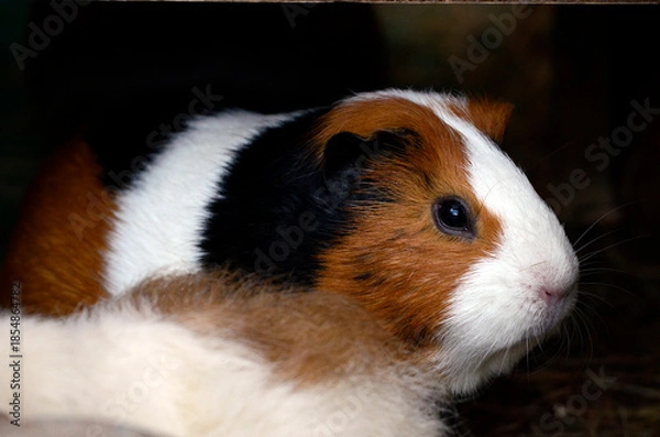 Obraz モルモット