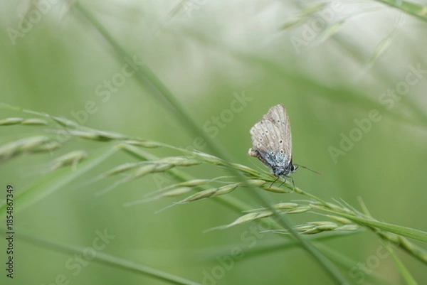 Fototapeta una farfalla licenide sull'erba