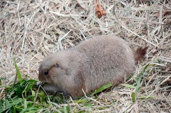 Obraz プレーリードッグ