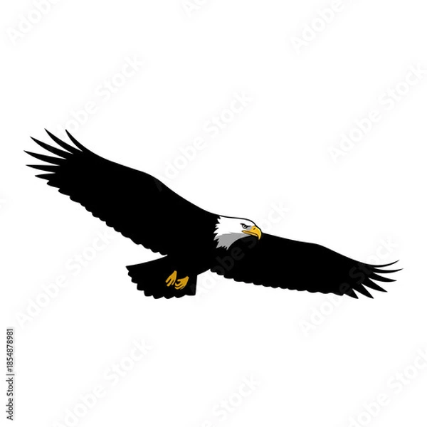 Fototapeta Bald Eagle in Flight with Wings Spread.
