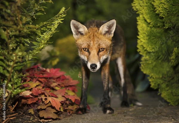 Fototapeta Close up of cute red fox standing in the back garden in autumn, UK.