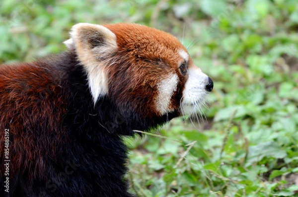 Obraz レッサーパンダ