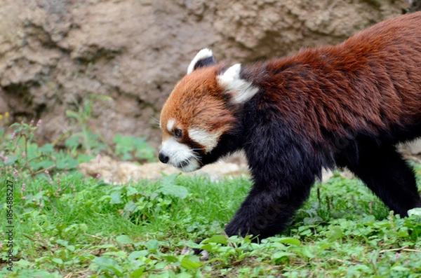 Obraz レッサーパンダ