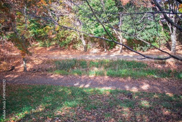 Obraz 秋の遊歩道