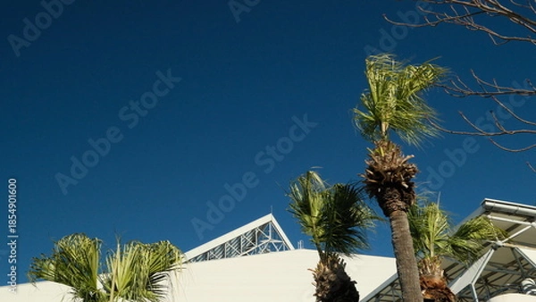 Obraz palm tree in the desert