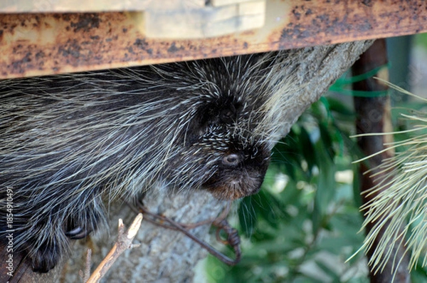 Fototapeta ヤマアラシ