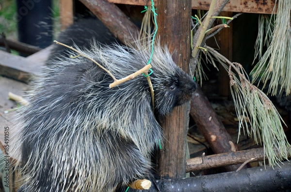 Obraz ヤマアラシ