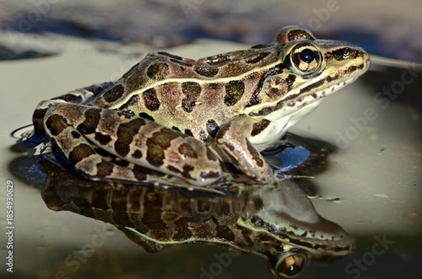 Obraz frog in the pond