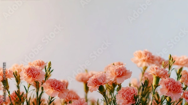 Obraz 青空を背景に咲く美しいピンク色のカーネーションの花とコピースペース