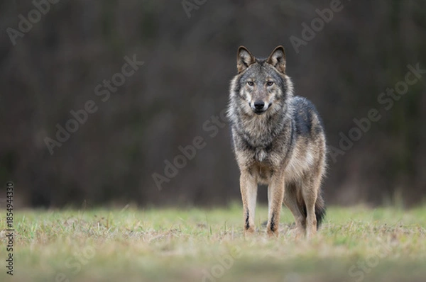 Obraz Grey wolf ( Canis lupus ) close up