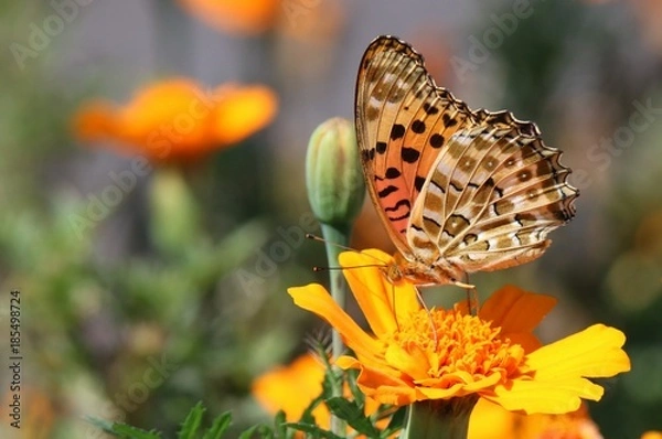 Obraz 黄色い花と蝶