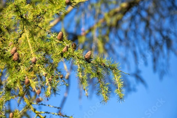 Fototapeta Close up pine cone background
