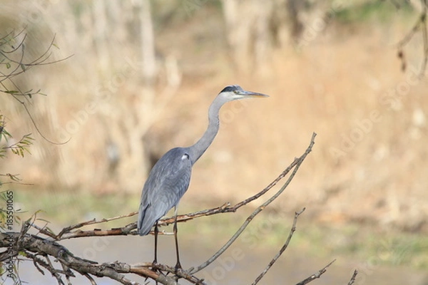 Obraz Grey Heron