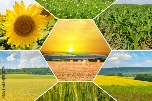 Obraz Agriculture collage of diverse fertile fields and a sunset over hay bales.