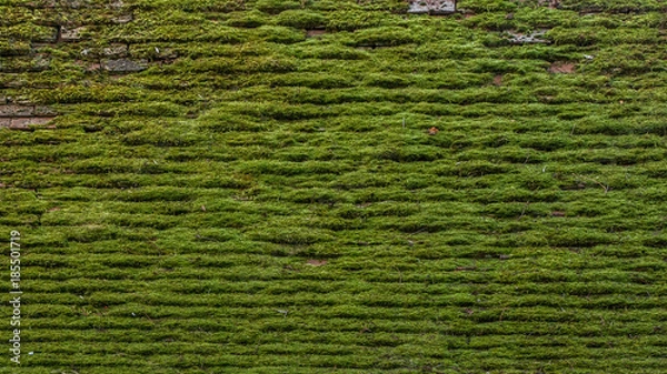 Obraz English Mossy Roof Textures