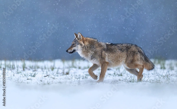 Obraz Grey wolf ( Canis lupus ) close up