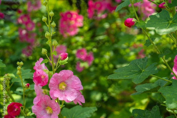 Obraz 初夏の緑の中で咲く赤いタチアオイの花
