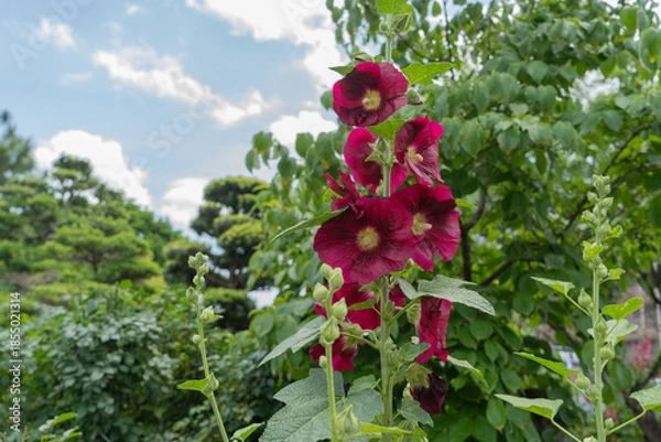 Obraz 夏の青空と梅雨明けのタチアオイ