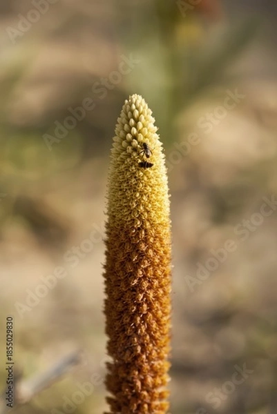 Obraz Bee on flower bud