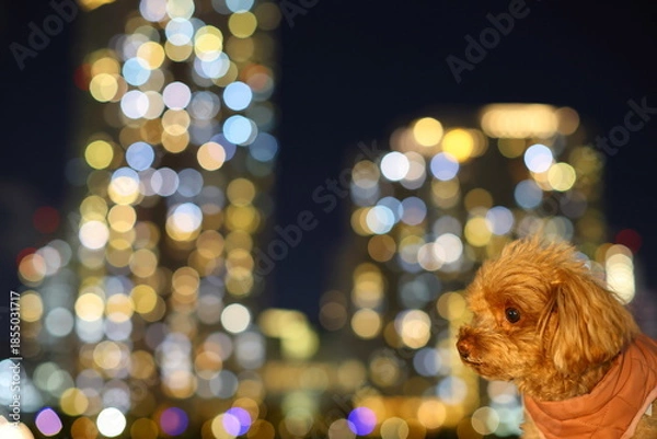 Obraz 夜のお散歩を楽しむトイ・プードル